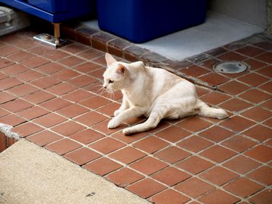 長崎の猫たち16の１.JPG