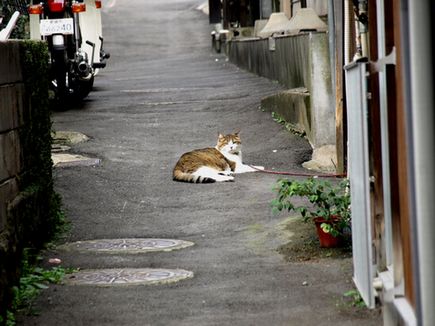 長崎の猫たち17の2.JPG