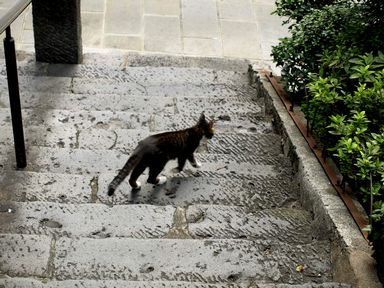 長崎の猫たち18.JPG