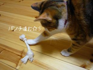猫パンチ連打！!.jpg
