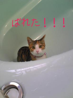 見つかった！！