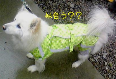 カッパ☆デビュー