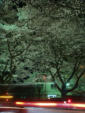 sakura10.JPG