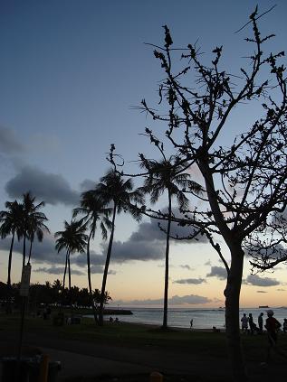 Alamoana park.JPG
