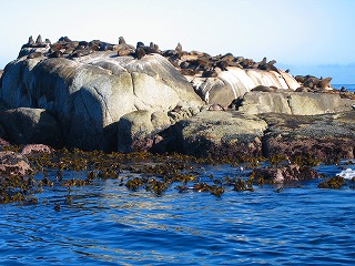 アザラシの島.jpg