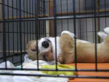 笑いながら眠る犬、それは小夏！！