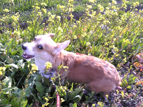 菜の花に囲まれた甘夏っちゃん