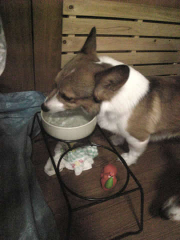 お水がおいちぃまろまろめ～ぇ