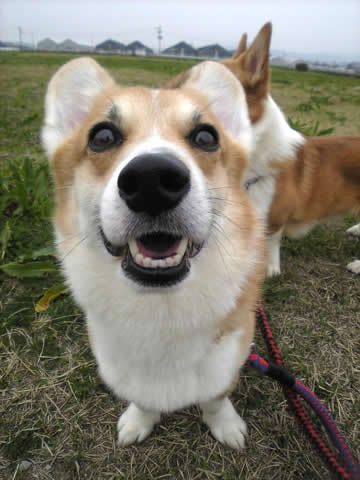 お散歩ちぅ　うれしぃぼんちゃ～ん