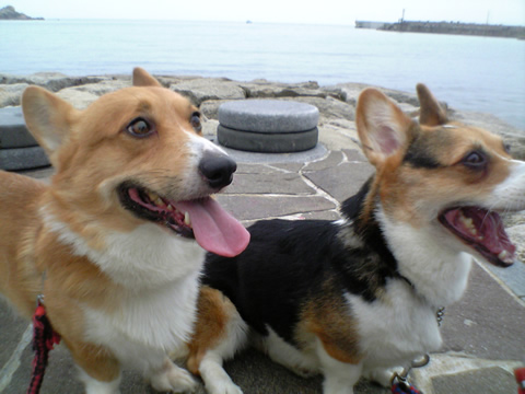 おでかけくりみかん