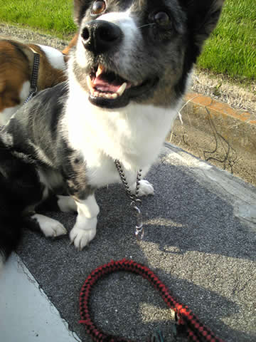 リードが切れたきぅいたん