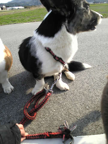 リードひっつけられたきぅいたん