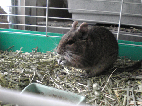 食事ちぅなみんみん