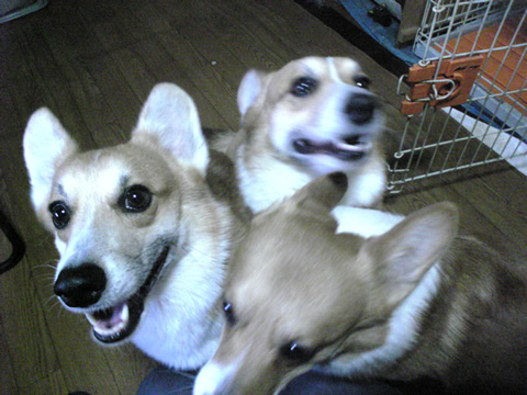 お散歩前のぼん・でこ・だい