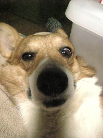 ビックリだいちゃん