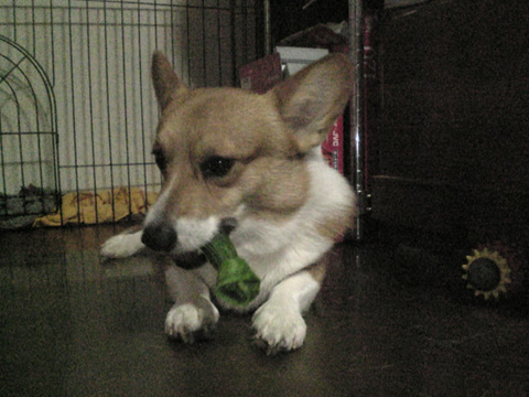 ガムを喰らうだいちゃん