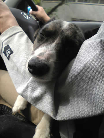 おちかれきぅいたん