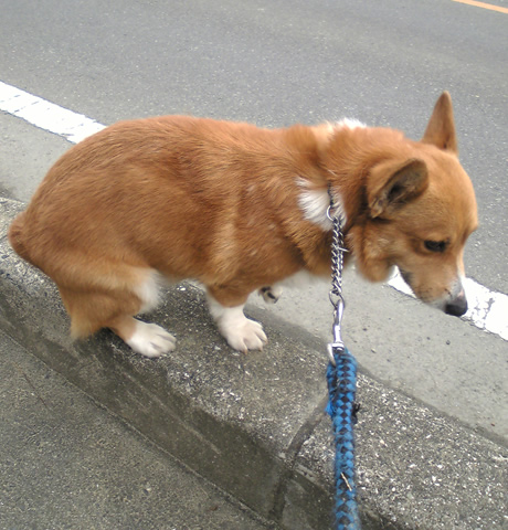 縁石に乗って用を足すくり君