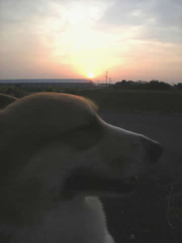 夕日とでこぴん