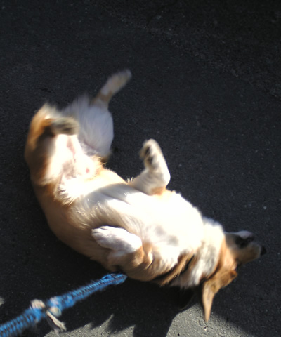 ゴロンゴロンくり君