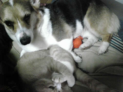 みかんとすてっち