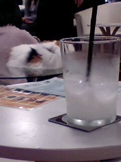 キャットカフェ　きゃりこ