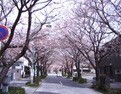 桜並木