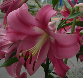 カサブランカ_4