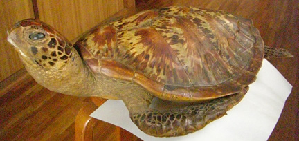 亀の剥製