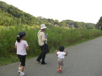 B　公園　コスモス２
