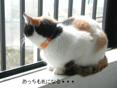 みみにゃんおふろ