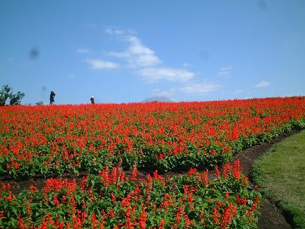 とっとり花回廊