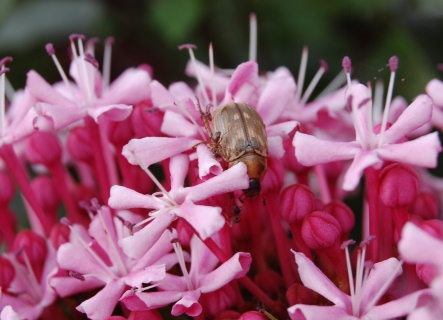 Clerodendron