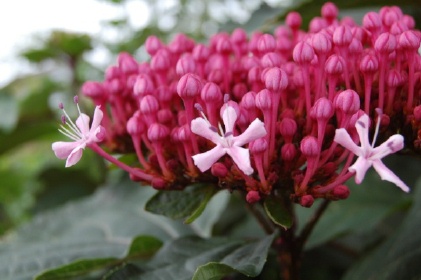 Clerodendron