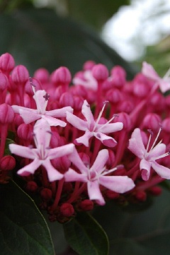 Clerodendron