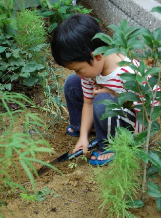 球根を植える