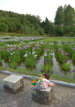 悠久山　花菖蒲２