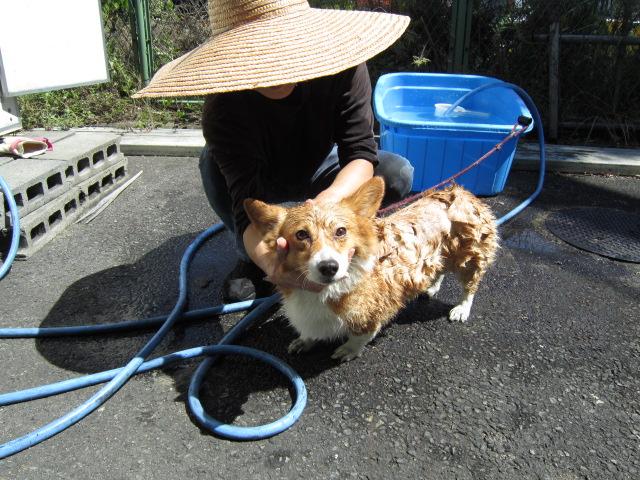 9月１０日シャンプー 002.JPG