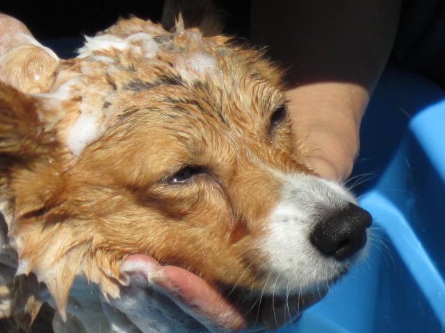 9月１０日シャンプー 004.JPG