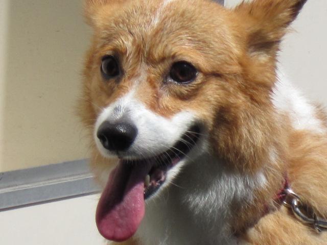 9月１０日シャンプー 006.JPG