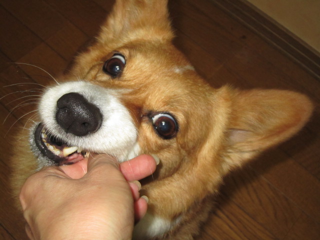 5月11日おやつを食べる 004.jpg