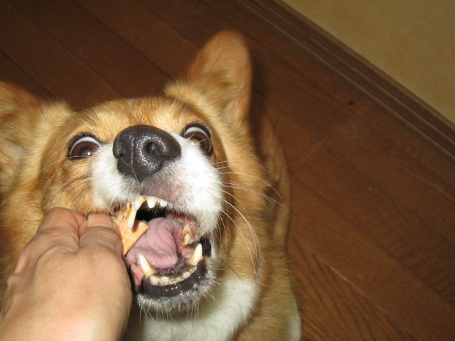 5月11日おやつを食べる 005.jpg