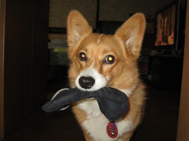 10月夜中のチョッパーとかえるちゃん 004.JPG