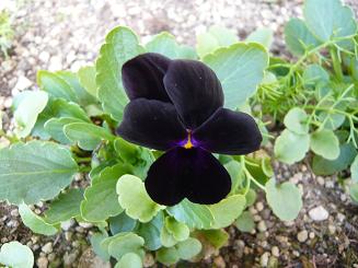 ブラックビオラ.JPG