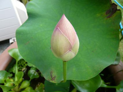 ハス蕾.JPG