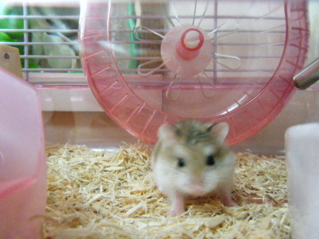 2009_0528リス、ハム0011.JPG