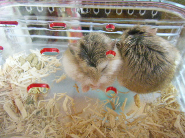 2009_0528リス、ハム0015.JPG