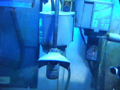 2009_1104コケ0026.JPG