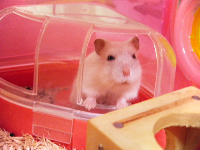 2009_0528リス、ハム0013.JPG