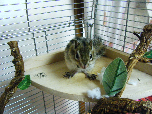2009_0528リス、ハム0017.JPG